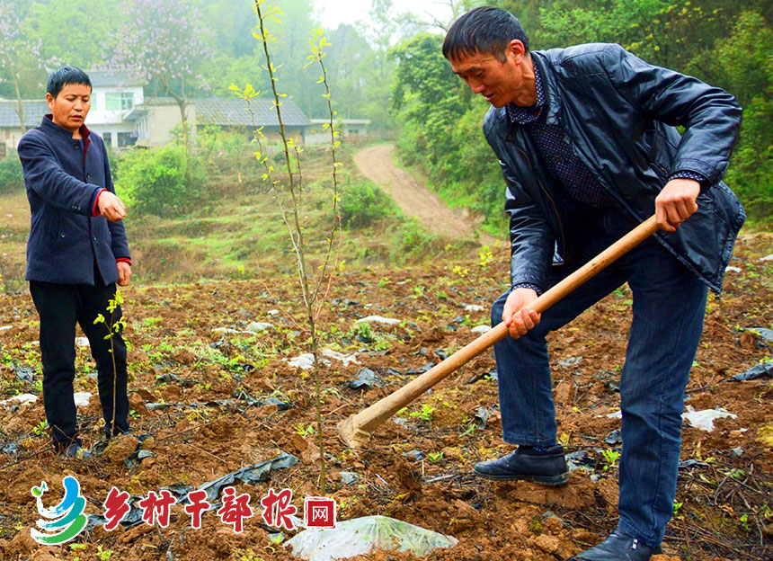 張洪華（右）和駐村干部在對皂角樹進行田間管護.jpg