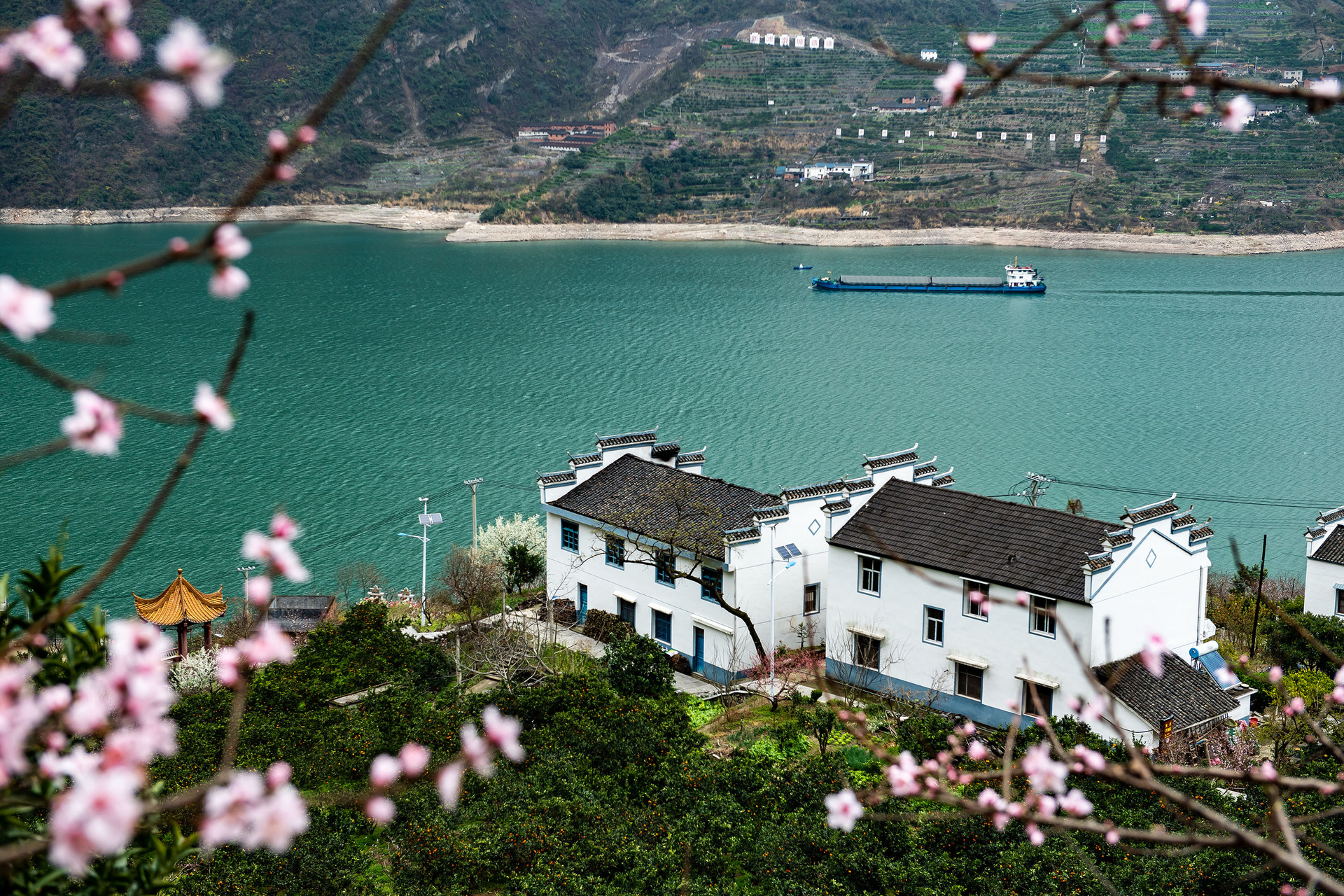 鮮花盛開的湖北省宜昌市秭歸縣屈原鎮西陵峽村臍橙園。 新華社發.JPG